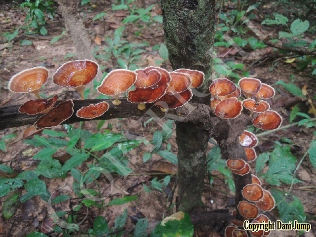 Angkor Nature Tour