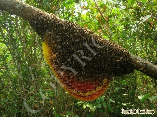 Bee Tours Rafter Beekeeping