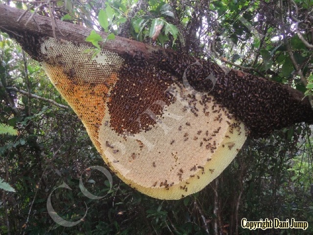 Bee Tours Rafter Beekeeping