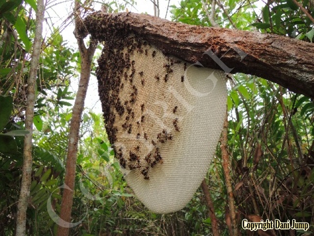 Bee Tours Rafter Beekeeping