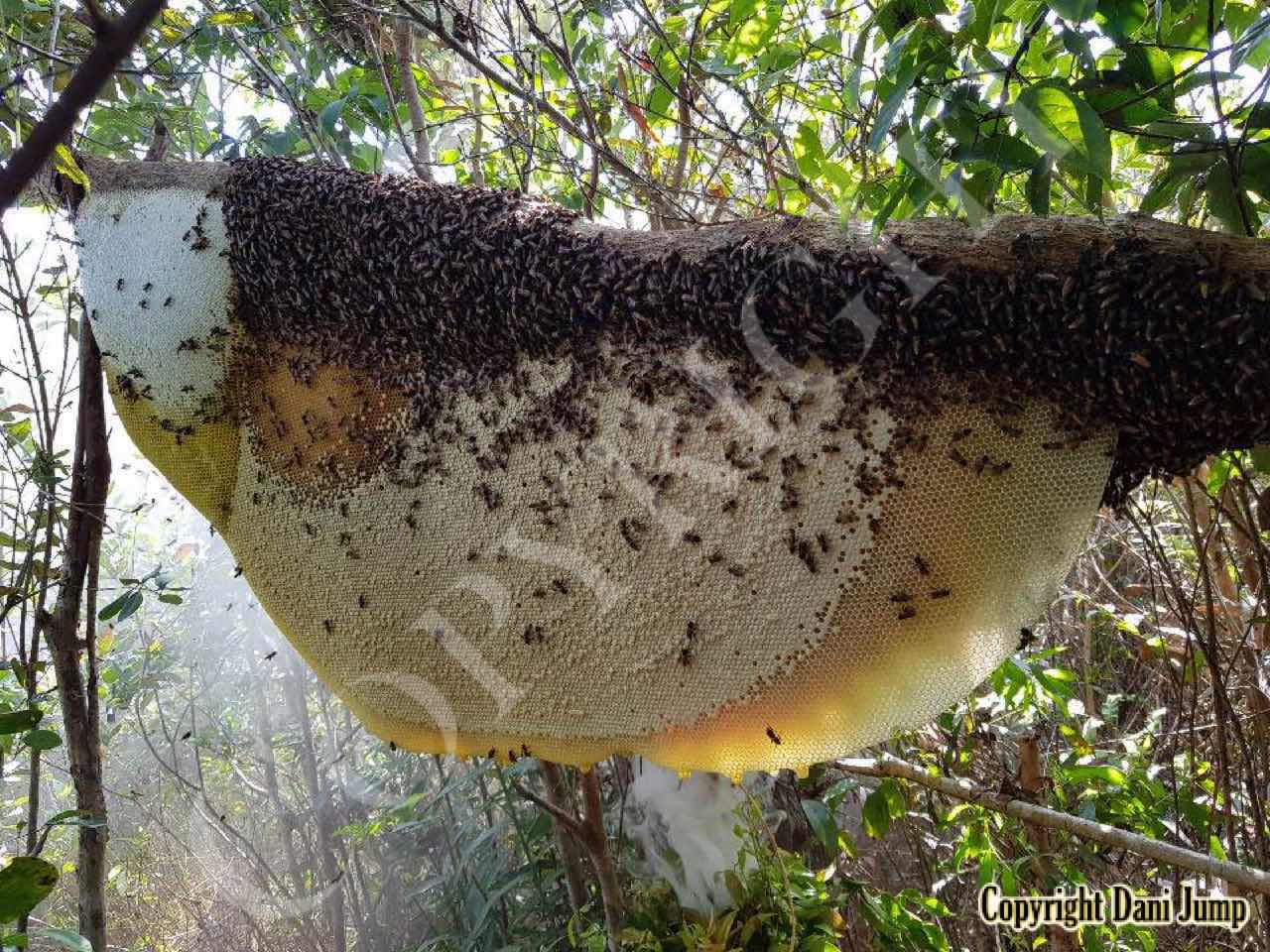 Bee Tours Rafter Beekeeping