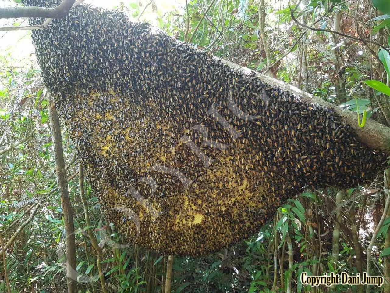 Bee Tours Rafter Beekeeping