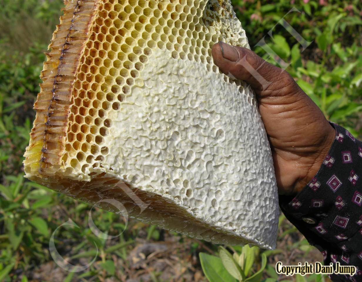 Bee Tours Rafter Beekeeping