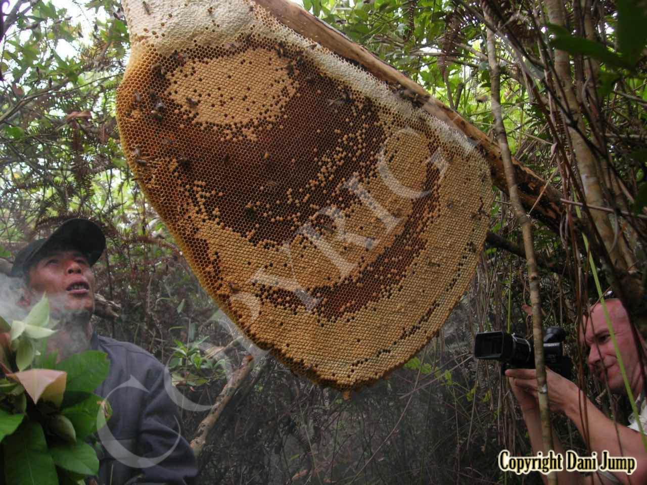 Bee Tours Rafter Beekeeping