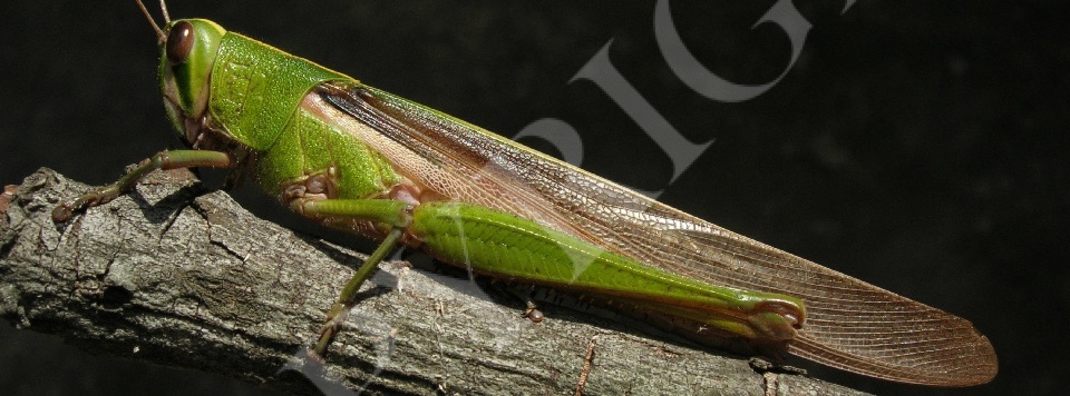 Grasshoppers Crickets Katydids