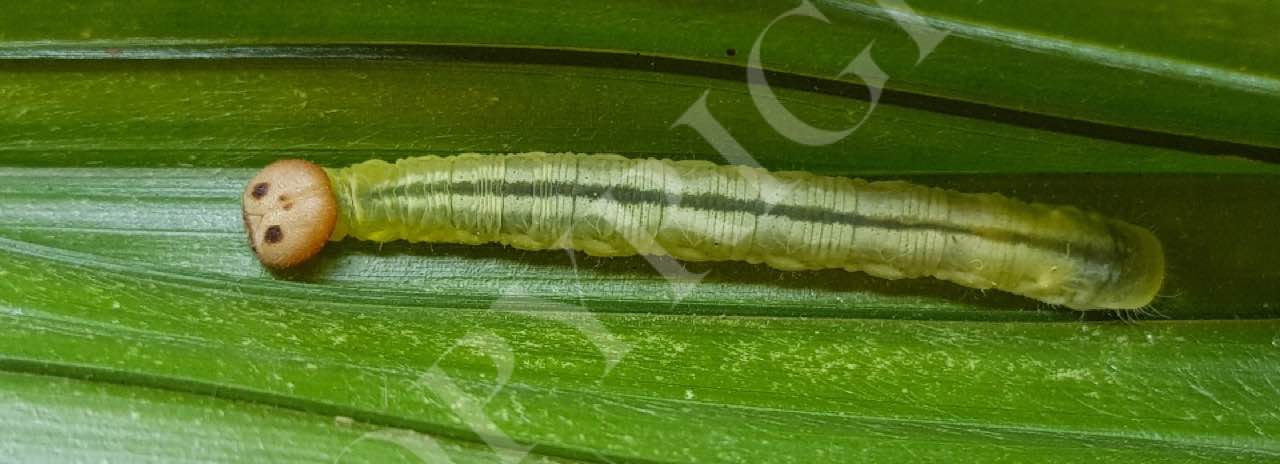 Butterfly Larvae