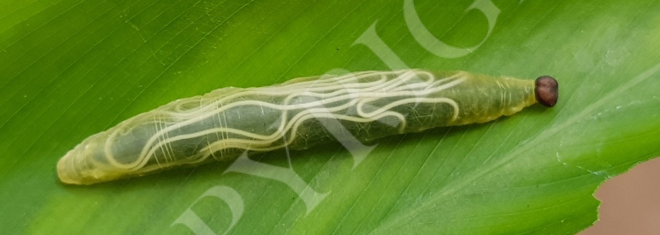 Parasitized Larvae